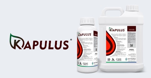 Kapulus - 0