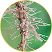 Análise de nematoides