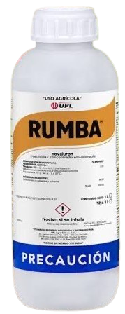 Rumba