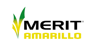 MERIT AMARILLO